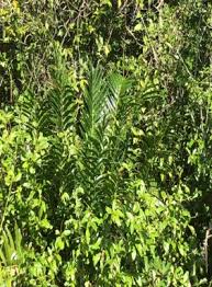 Image result for Dialium holtzii