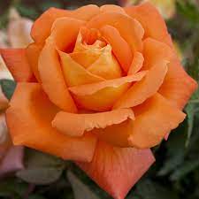 Manutenzione delle rose