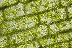 Maybe you would like to learn more about one of these? Fun Chloroplast Facts For Kids By Kidadl