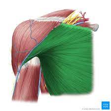 It makes up the bulk of the chest muscles and lies under the breast. Pectoralis Major Origin Insertion Innervation Function Kenhub