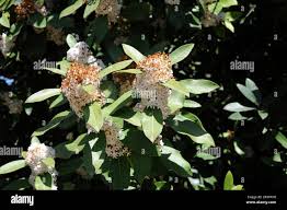 Image result for Acokanthera laevigata