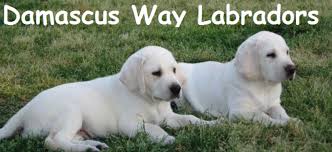 Serenity ranch kennels charges different fees for the puppies depending on the color and the bloodline (limited registration only). White Yellow Lab Puppies For Sale By Damascus Way Labradors