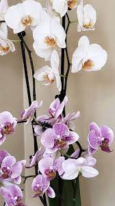 Orchid Flower Orchid Flower Orchids Wholesale Flowers