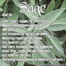 Sage Is A Commonplace Herb Used Throughout The World For Both Culinary And Medicinal Purposes By Jaclyn Healing Herbs Herbal Healing Herbalism
