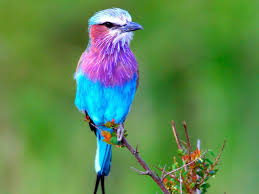 These birds eat insects as well as small amphibians and lizards. Lilac Breasted Roller Image Id 278157 Image Abyss