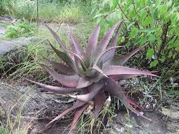 Image result for Aloe christianii