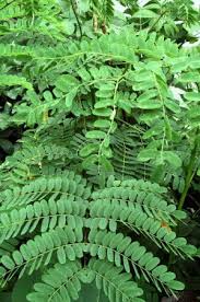 Image result for Schizolobium parahyba