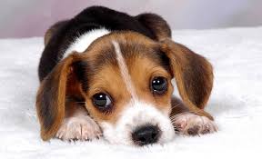Maybe you would like to learn more about one of these? Beagle Puppies Everything You Need To Know The Dog People By Rover Com