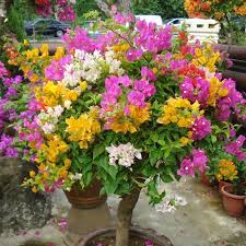 Iluminar Tu Jardin En Las Palmas De Gran Canaria Fairy Garden Plants Flower Garden Plants Plants