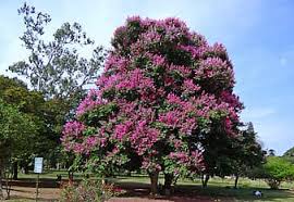 Twilight large purple crape myrtle does very well in texas! Giant Crape Myrtle Lagerstroemia Speciosa Queen S Crape Myrtle Pride Of India Jarul Tree Flower Purple India Pikist