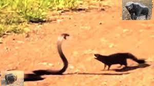 We did not find results for: Honey Badger Narrates The Sassy Fierce Mongoose Youtube