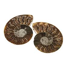 These molluscs, commonly referred to as ammonites. The Ammonites Ancient Cephalopods