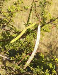 Image result for Acacia hockii