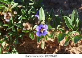 Image result for Aptosimum procumbens