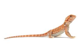 As far as exotic pets go, buying a bearded dragon won't set you back too much. 11 Types Of Bearded Dragon Morphs
