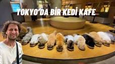 ❤️🐈 Tokyo'da Kedi Kafe'ye Gittim 🇯🇵 #81 - YouTube