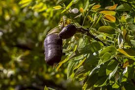 Image result for Hymenaea