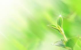 Hình nền xanh lá cây tươi mát