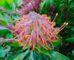 Image result for Senecio aetfatensis