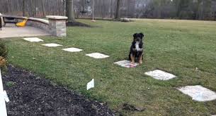 My family used an electric fence for my childhood dog benzy, and it allowed him full access to our huge front and back yard. The Official Website For Invisible Fence S Electronic Fences The Invisible Fence Brand