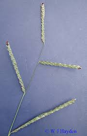 Image result for Paspalum plicatulum