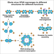 Maybe you would like to learn more about one of these? Structural Rearrangement Of Ebola Virus Vp40 Begets Multiple Functions In The Virus Life Cycle Cell