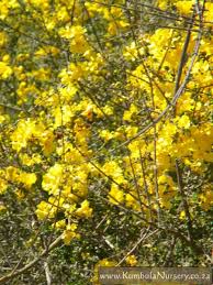 Image result for Rhigozum