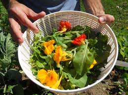 First of all, it makes sense to make the most of all the things that you can eat from your garden. How To Grow And Pick Edible Flowers Hello Homestead