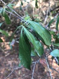 Image result for Tarenna junodii