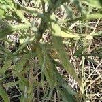 Image result for Helichrysum stenopterum