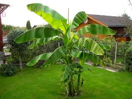 In dieser video anleitung zeige ich euch, wie ihr auch bei uns in deutschland eine bananenpflanze im garten einpflanzen könnt und wie ihr diese pflegen. Banane Blu Krauter Gemuse So Gesund Kann Lecker Sein