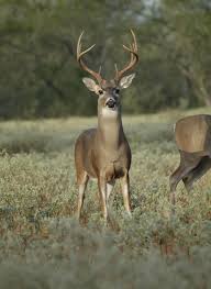 antler size and determining a deers age mossy oak