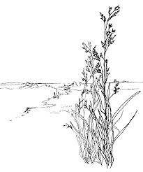 Download 8,172 grass coloring stock illustrations, vectors & clipart for free or amazingly low rates! Grass Coloring Page Coloring Home