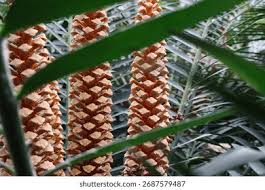 Image result for Encephalartos aplanatus