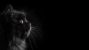 Check spelling or type a new query. Long Furred Black Cat Cat Black Cats Black Dark Selective Coloring Black Background 1080p Wallpaper Hdwallp Cat Dark Black Background Wallpaper Black Cat