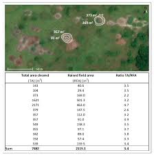 Image result for Phacelurus gabonensis