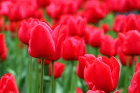 Maybe you would like to learn more about one of these? Garden Background Images Free Stock Photos Download 11 505 Free Stock Photos For Commercial Use Format Hd High Resolution Jpg Images
