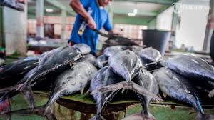 Selain ekonomis, ikan tongkol juga kaya akan protein loh. Enak Tapi Tersiksa Rasa Gatal Setelah Mengonsumsi Ikan Tongkol Tenang Ini Triknya Tribunnews Com Mobile