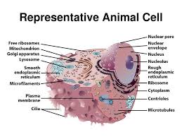 Generally, the microtubule consists of 13 protofilaments in the tubular arrangement. Opener Cell Images How Are They Different Ppt Download