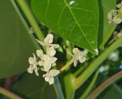 Image result for Hernandiaceae