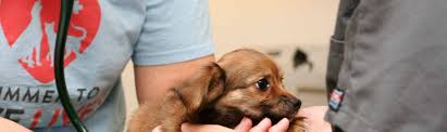 Our affordable cat and dog vaccination clinics offer quality, preventive care to help ensure your pet's health & wellness. Affordable Dog Cat Vaccinations Arizona Humane Society