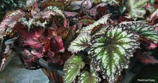 Rex begonias are a tropical plant, prized for their intricate leaf patterns. Tips On Growing Rex Begonia Houseplants Plant Care Today