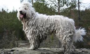 Learn more about the furminator ultimate hair reduction system. Top 10 Large Long Haired Dog Breeds Canine Weekly