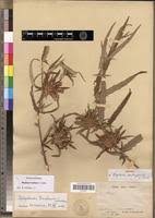 Image result for Blepharis buchneri