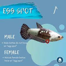Pin On Betta Fish Care And Tank Ideas