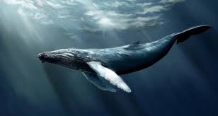 Blue Whale Download Https Www Gamer Com Tr Haberler Mavi Balina Oyunu Indir Mavi Balina Balina Balinalar