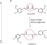 A minor metabolite from Curcuma longa effective against ...