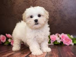 The shih tzu bichon is a designer mix between a male bichon and a female shih tzu. Bichon Shih Tzu Pet City Pet Shops