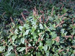 Image result for Amaranthus deflexus