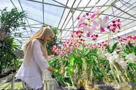 Berangkat dengan menggunakan kendaraan pribadi agar perjalanan lebih enak. Taman Anggrek Menyemarakkan Eks Lokalisasi Sememi Di Surabaya Antara News